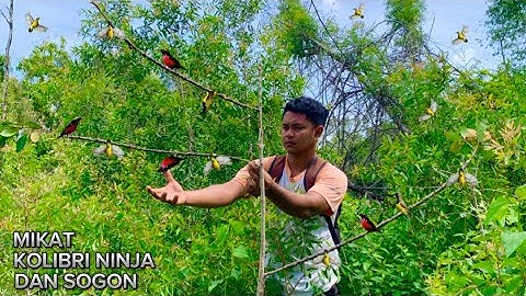 SOLO MIKAT KOLIBRI NINJA DAN SOGON_DAPAT BANYAK!