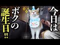 野良猫からうちの子になって3年！推定8歳のお誕生日会