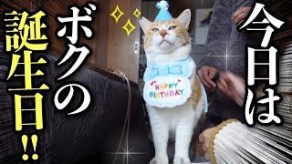 [Former stray cat] Estimated 8yearold birthday party