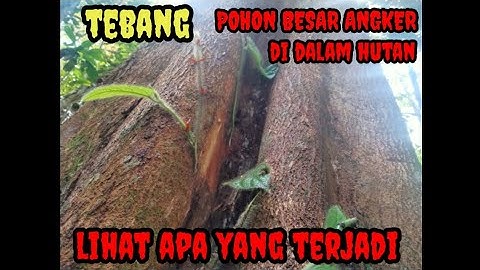 VIRAL || BERANI MENEBANG POHON ANGKER DI HUTAN, LIHAT INI YANG TERJADI 😱😱😱