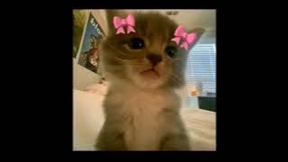 My Love Mine All Mine - Mitski (Speed up)