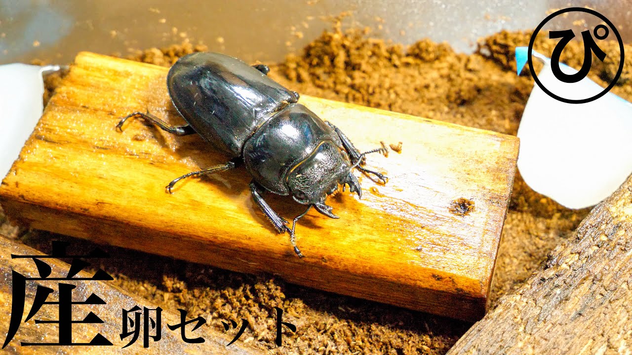 【危険】凶暴パラワンヒラタクワガタの産卵セットを組みました！【パラワンヒラタクワガタ】