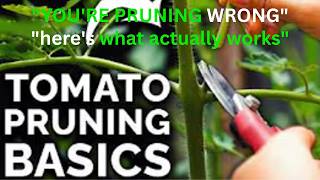 The Tomato Pruning Mistake That Costs You Half Your Harvest