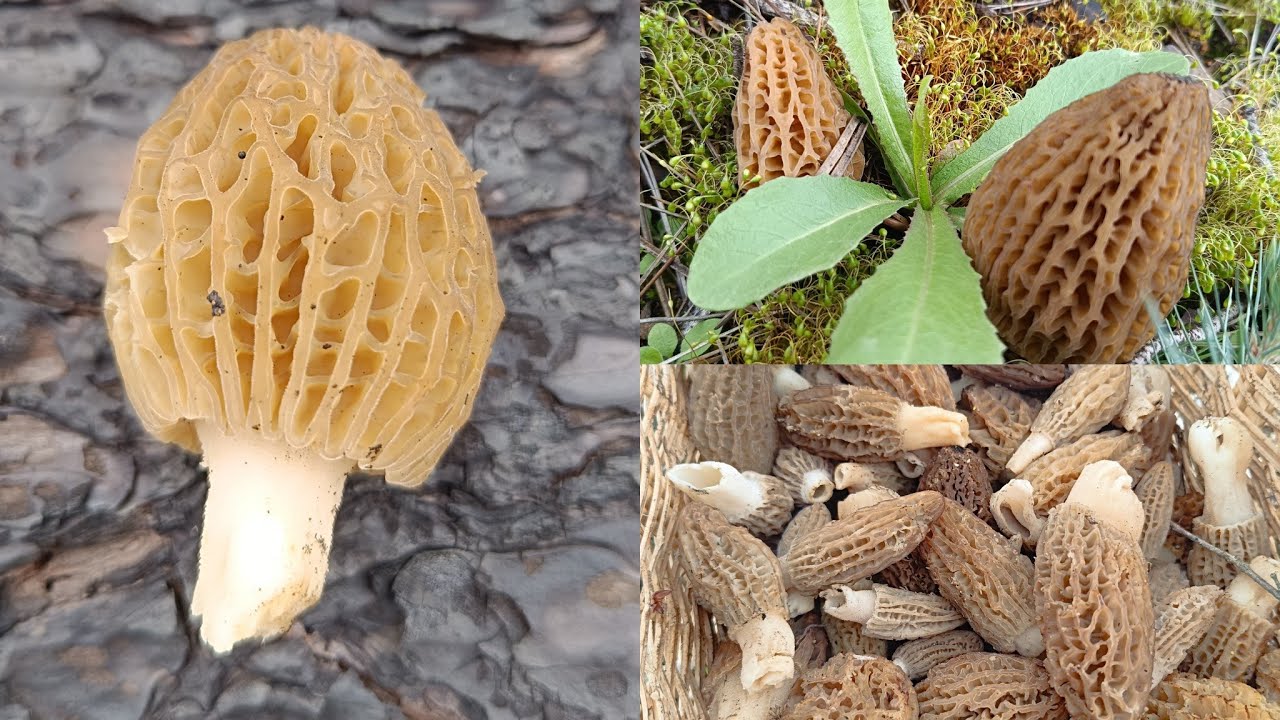 Мы открыли сезон сморчков 2025!! Мы ездили в Грецию за грибами. Отличная грибная охота 