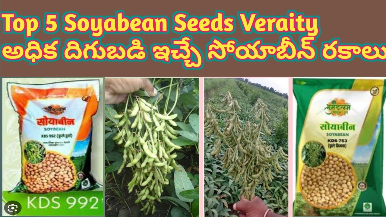 Top 5 Soyabean Seeds Telugu top soybean Veraity అధిక దిగుబడిచే