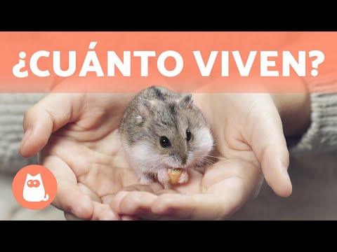 Video: Cómo Viven Los Hámsteres