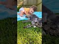 Old Cat Saves Sleeping Child from Venomous Snake – A Hero’s Last Act 💔