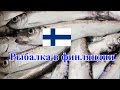 Рыбалка в Финляндии: Ловля салаки в Хельсинки