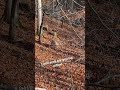 The rut is picking up just before rifle season! #outdoors #wildlife #archery #bowhunting #rut