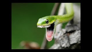 How To make a funny snake tooth in photoshop