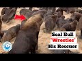 Seal Bull &quot;Wrestles&quot; with his Rescuers!!
