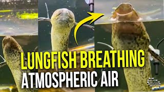 Guy Recorded and Narrated His Pet Lungfish Breathing Atmospheric Air