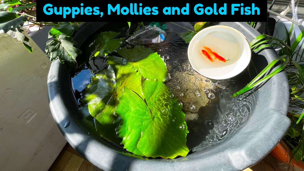 My New Big Fish Bowl With Guppies, Mollies and Gold Fish Guppies and