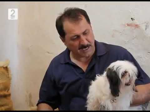 زۆر کاریگەرە مافی سەگ لە اوروپا و مافی مرۆڤ لای ئێمە