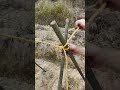 Garden Bamboo Fence DIY: 3 Steps to Build!