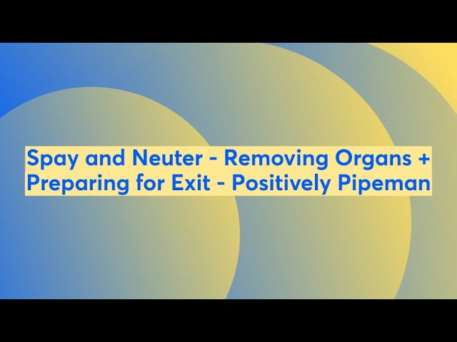 Spay and Neuter - Removing Organs + Preparing for Exit - Positively Pipeman