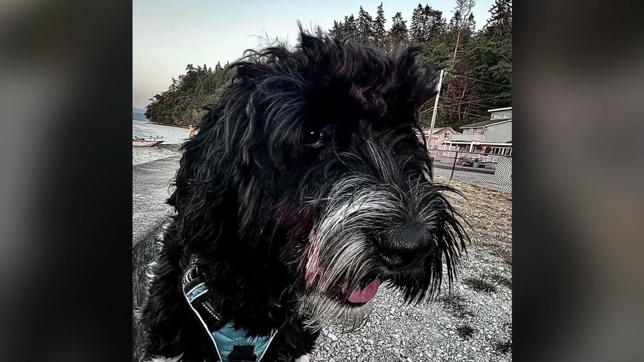 Sand Hollow Doodles Pupdate YouTube