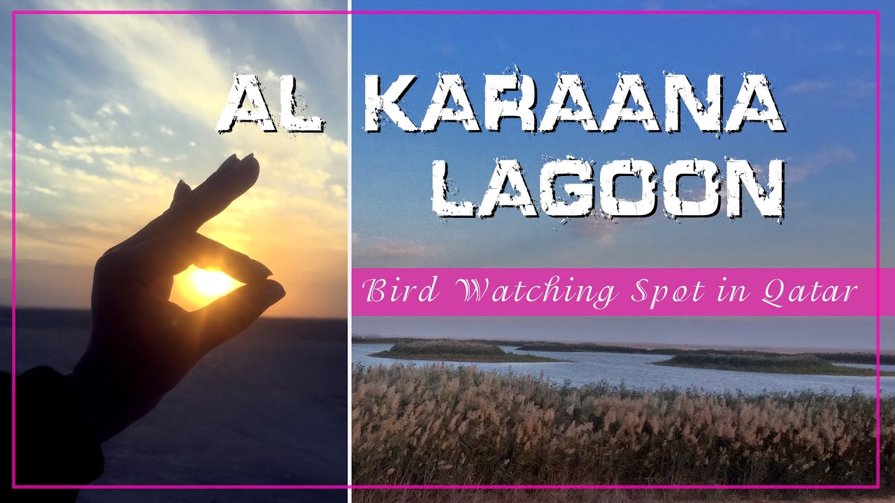 Al Karaana Lagoon | Best place to visit in Qatar | Bird watching spot | Doha, Qatar