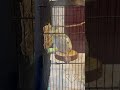 Little cockatiel playing #cockatiel #parrot #bird #birds #birb
