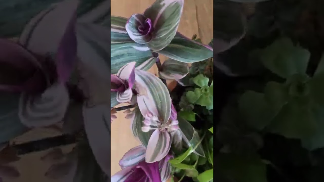 Pembe telgraf çiçeğinin bakimi