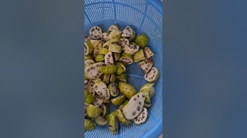 trái Nhàu trị bệnh tiểu đường