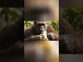 Kong's Jungle Feast & Puppy vs. Lion Drama!