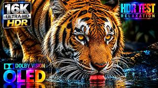 The Most Realistic 16K HDR Footage Ever: OLED & QLED Test (4K Video • 8K ULTRA HD TV)