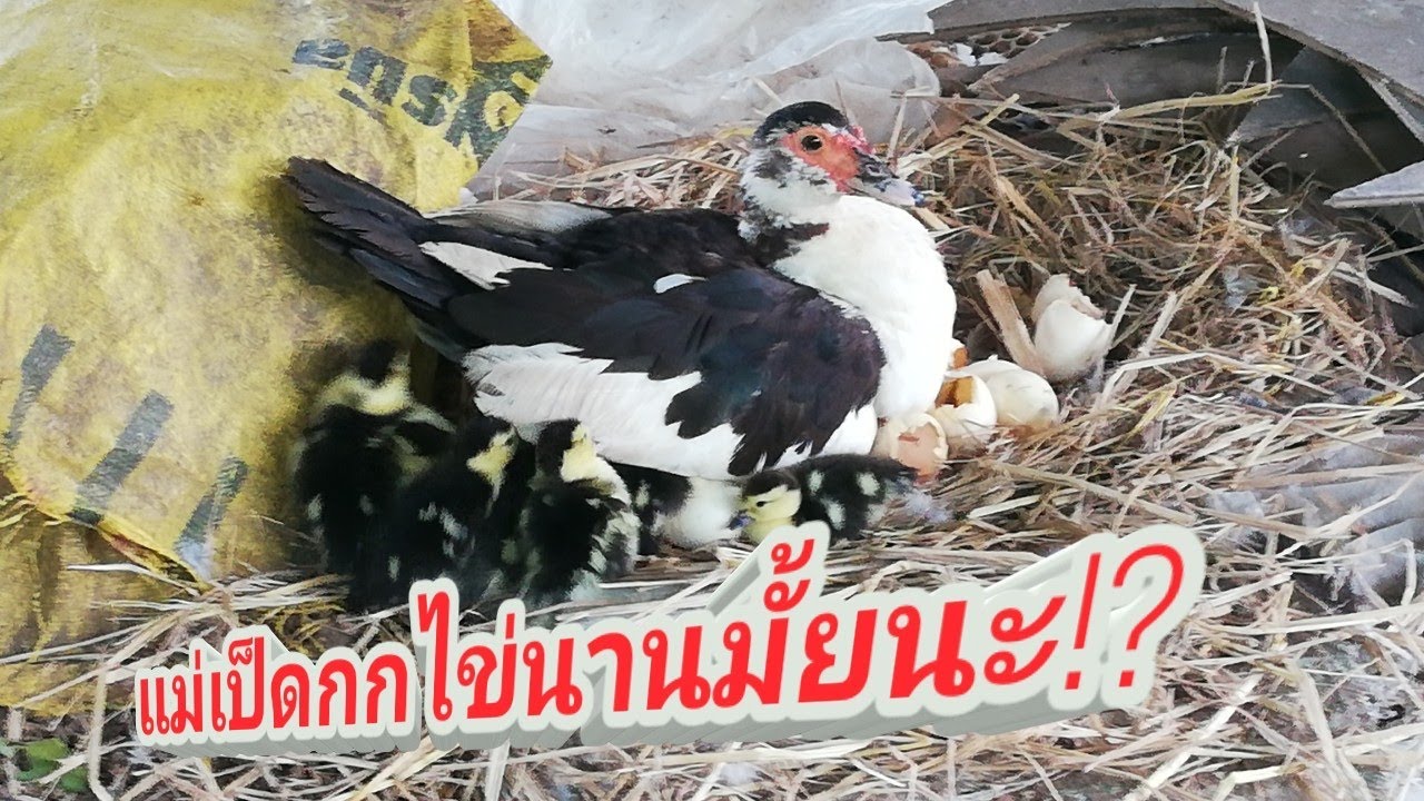 เป็ดกกไข่นานกี่วันนะ!?