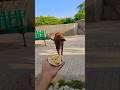 Pet ❤️ Friends: Calf & Golden Retriever Share a Bread! 🐮🐶 #shorts #animalfriendship #goldenretriever