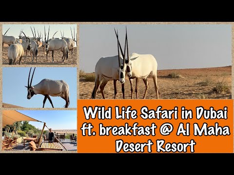 What wild life can you see in Dubai Desert Conservation Reserve? Ft. Breakfast @ Al Maha Resort.