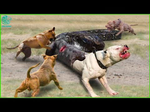 Terrifying ! 7 Dogs Trying To Save Their Friend Being Swallowed By Python And What Will Happen?