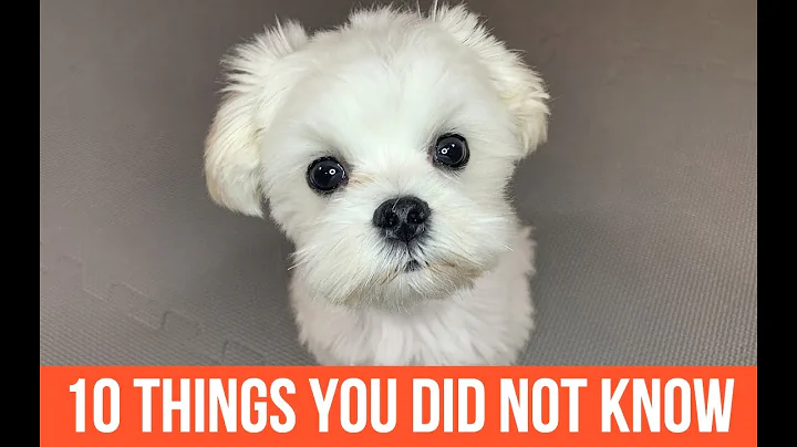 10 THINGS YOU DID NOT KNOW ABOUT MALTESE DOGS - DayDayNews