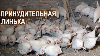Цесарки, привезенные из ЗАО Цесарки, привезенные из ЗАО