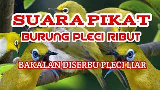 Suara burung pleci ribut AMPUH buat pemancing pleci liar