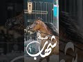 شيلة مدح باسم شهاب حماسي ة 2025 تشوش المديح باسم شهاب اداء خالد الشيله
