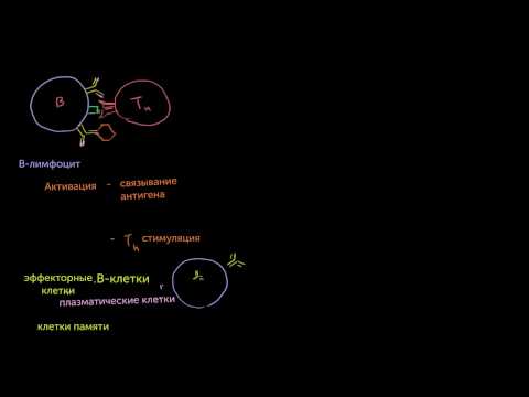 Video: Zriedkavá Populácia Nádorových Antigénov špecifických CD4 + CD8 + Dvojito Pozitívnych Aß T Lymfocytov Jedinečne Poskytuje CD8-nezávislé TCR Gény Pre Technické Terapeutické T Bunky