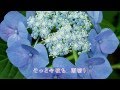 あじさい雨情 / 夏木綾子 Cover:Doenka Eiko