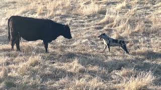 Stoney Helping Out with a Fence Problem by Dagley Ranch 2,227 views 11 months ago 3 minutes, 51 seconds