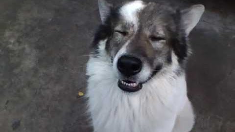 iPod Nano 5G Video Sample