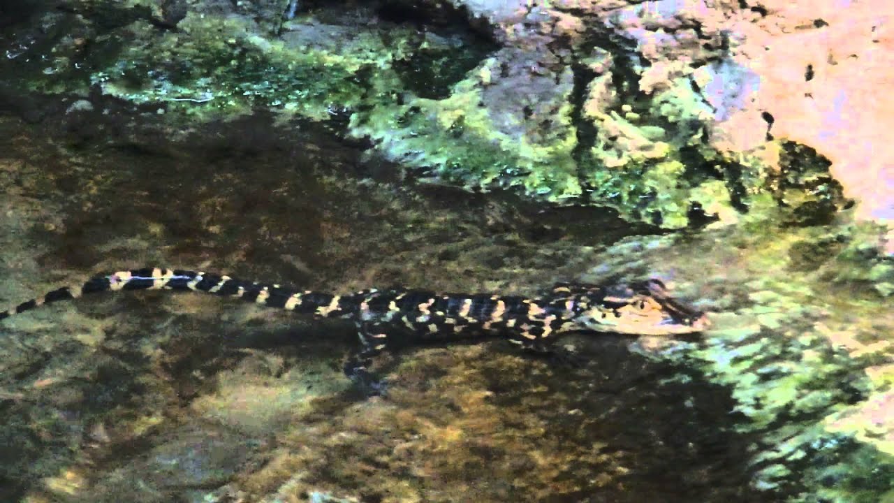 A Small Caiman Alligator at the Texas State Aquarium YouTube