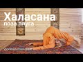 АСАНА №9. ХАЛАСАНА (ПОЗА ПЛУГА). Йога асаны