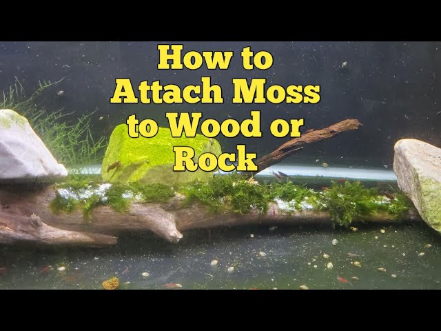 How To Attach Aquarium Moss- Christmas & Pellia Moss 