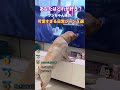 ワンちゃんたちの可愛すぎる日常シーン5選 #イヌ #2ch動物スレ #shorts