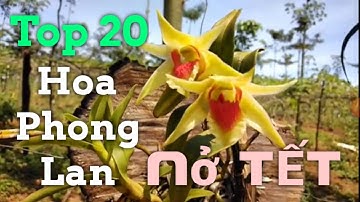 Top 20 Hoa Phong Lan nở TẾT và mùa XUÂN