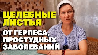 Целительное Растение  Очищает  Организм От Грибков Вирусов Бактерий @Naturemarusya