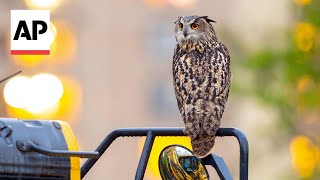 Who freed Flaco? Owl's escape from Central Park Zoo remains a mystery