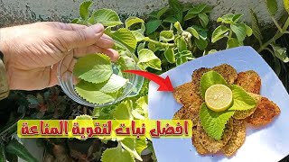 الزعتر نبات له فوائد صحية كبيرة لتقوية المناعة | Cuban Oregano is effective for immunity