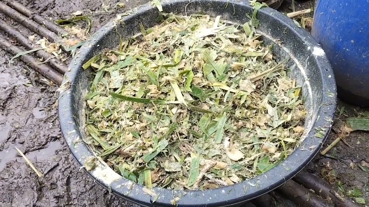 The Easiest alternative food for my goats and sheep 