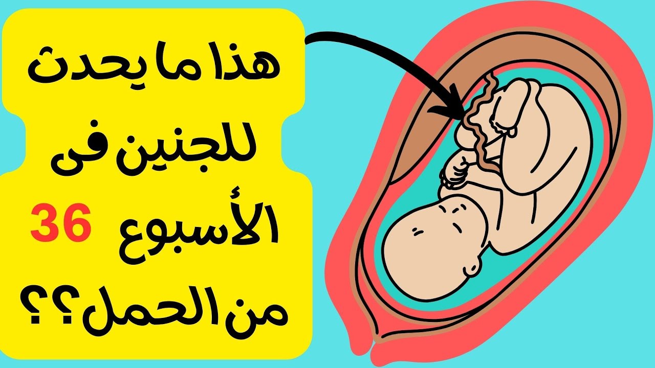 ماذا يحدث للجنين فى الأسبوع 36 من الحمل / هل تكون الولاده أمنه فى هذا التوقيت