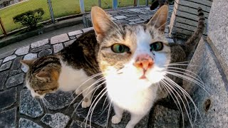 夕方の公園に集まっていた野良猫達をナデナデしてきた